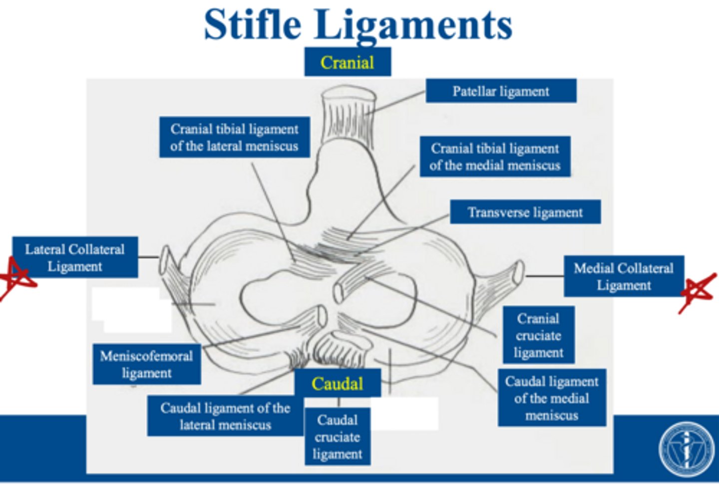<p>when sx. tx. collateral lig damage, we must be sure to repair...</p>