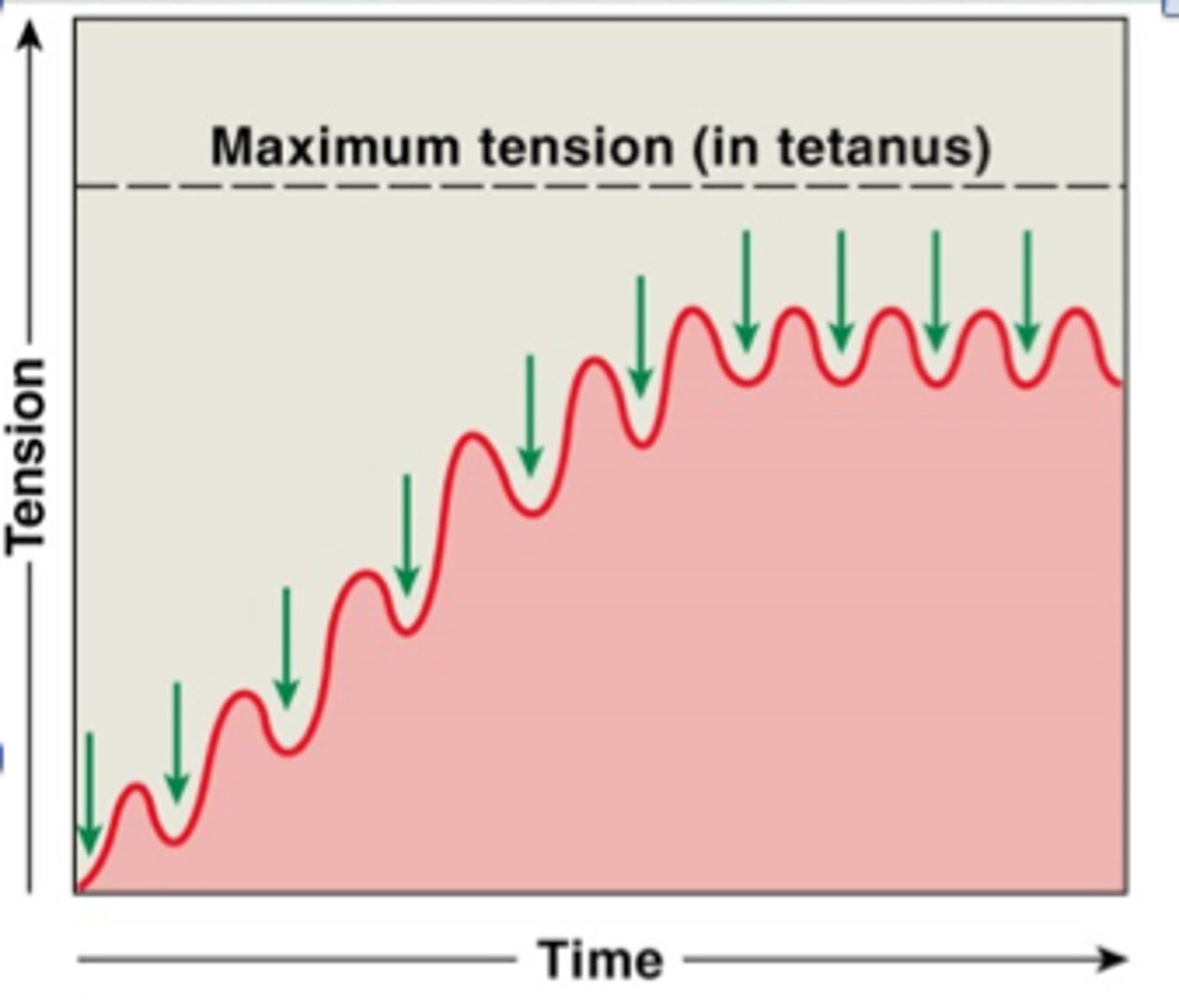 <p>A muscle producing almost peak tension during rapid cycles of contraction and relaxation</p>