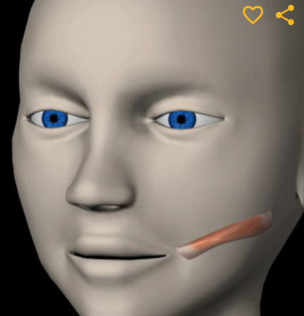 <p>Function: retracts mouth corners</p><p>Origin: fascia of masseter</p><p>Insertion: skin at angle of mouth</p>