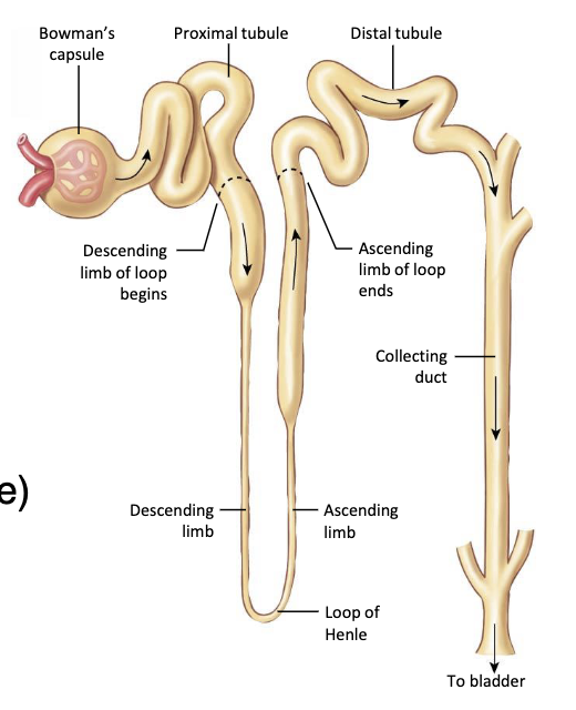 <p>What’s the function of the descending loop of Henle? remember that it’s still in the medulla</p>