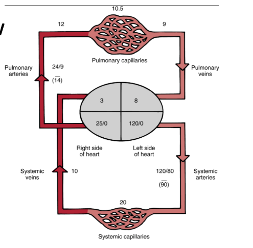 <ul><li><p><strong><span>Pulmonary circulation</span></strong><span>: RV → alveoli → LA; low pressure, low resistance, highly compliant; gas exchange.</span></p></li><li><p><strong><span>Systemic circulation</span></strong><span>: LV → body → RA; high pressure, nutrient delivery.</span></p></li><li><p><strong><span>Bronchial circulation</span></strong><span>: from aorta → nourishes conducting airways, pleura, lymph nodes, pulmonary vessels; drains into pulmonary veins → venous admixture.</span></p></li></ul><p></p>