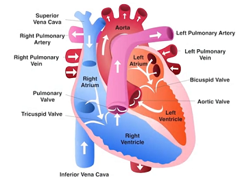 <ol><li><p>Deoxygenated blood enters the right atrium from the inferior and superior venae cavae</p></li><li><p>Deoxygenated blood passes through the right atrioventricular valve and enters the right ventricle</p></li><li><p>Deoxygenated blood is pumped into the pulmonary arteries through the pulmonary valve</p></li><li><p>Oxygenated blood returns from the lungs through the pulmonary veins to the left atrium</p></li><li><p>Oxygenated blood enters the left ventricle through the left atrioventricular valve</p></li><li><p>Oxygenated blood is pumped by the left ventricle through the aortic valve into the systemic circulation</p></li></ol><p></p>