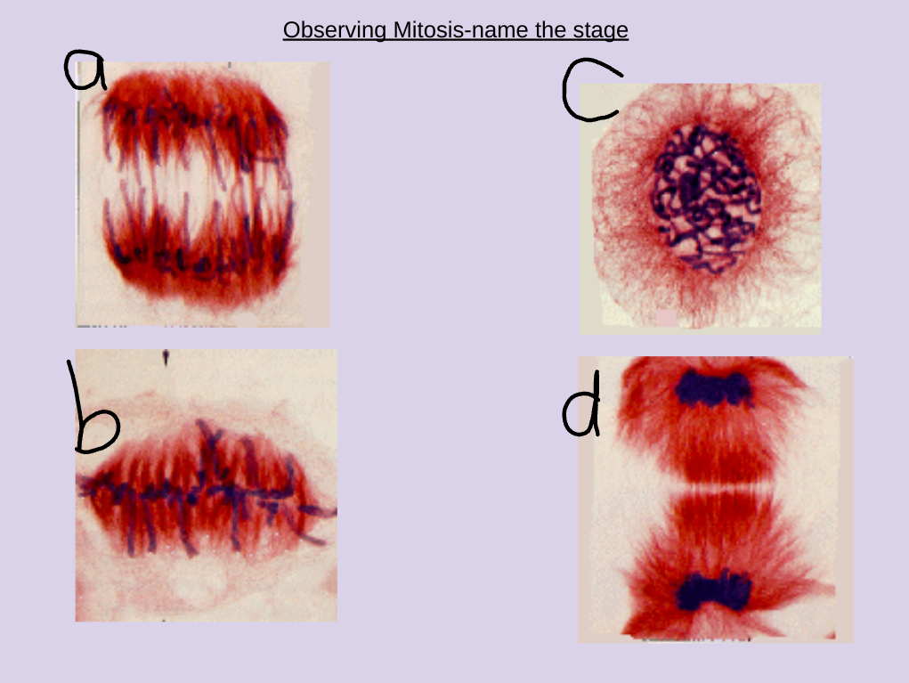<p>Give a stage of the cell cycle to each of these labels</p>