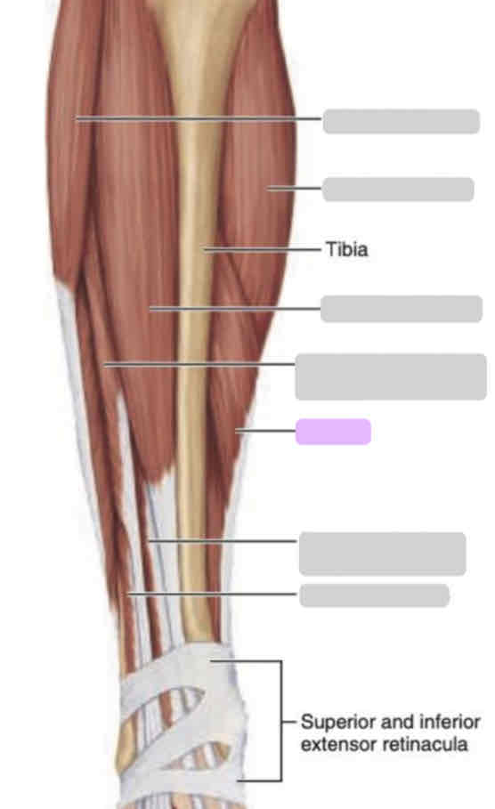 <p><span>Anterior leg (superficial)</span></p>