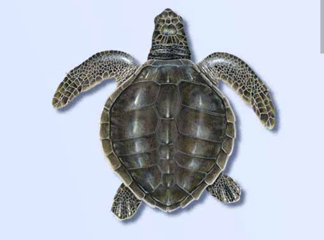 <p>Olive riddley sea turtle</p><p class="has-focus">Fun fact: worlds smallest sea turtle species and the most common of all sea turtle species</p>