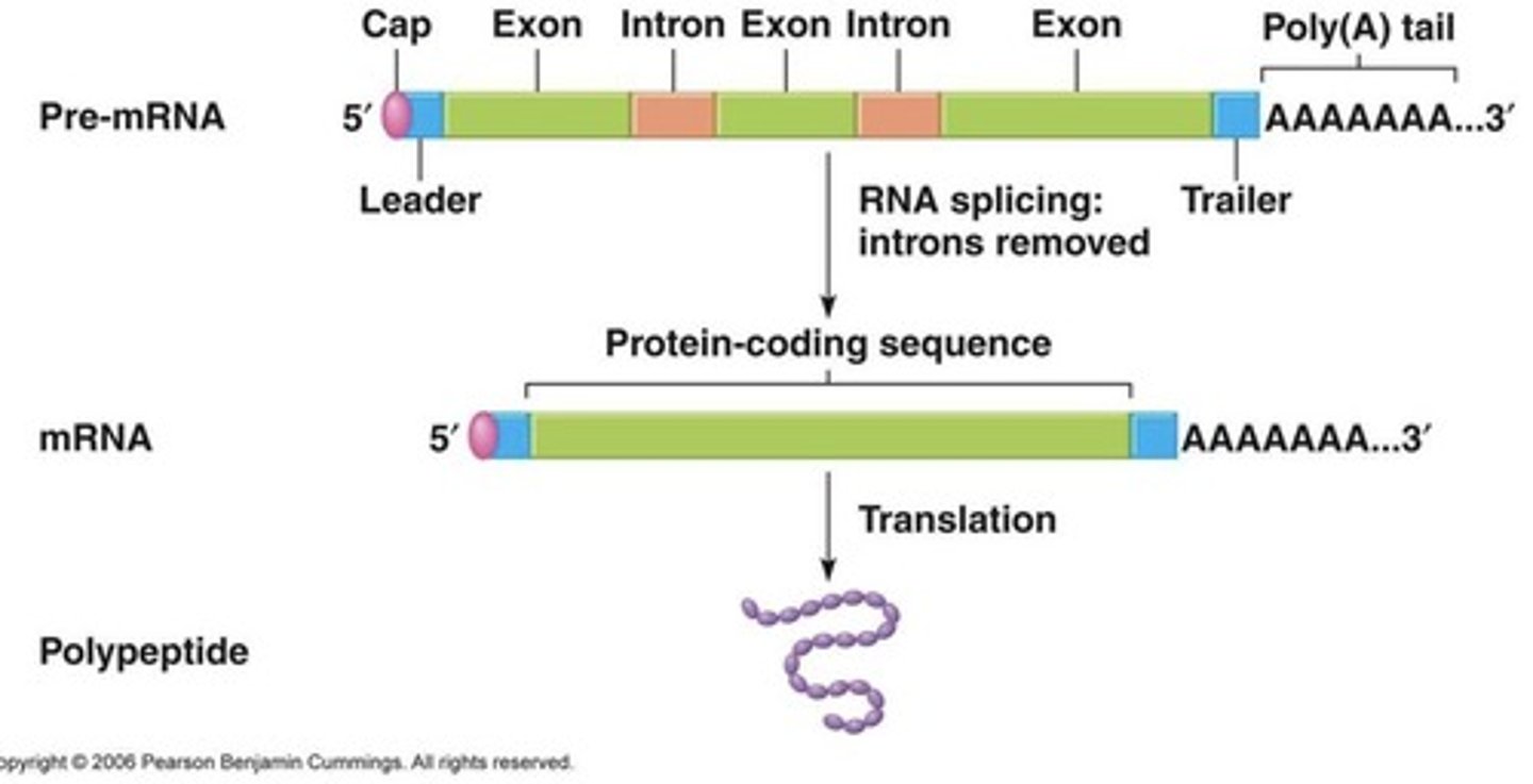 <p>Introns are noncoding sequences that interrupt coding sequences (exons). The entire gene is transcribed into RNA, and introns are removed by splicing, leaving only exons in the mRNA.</p>