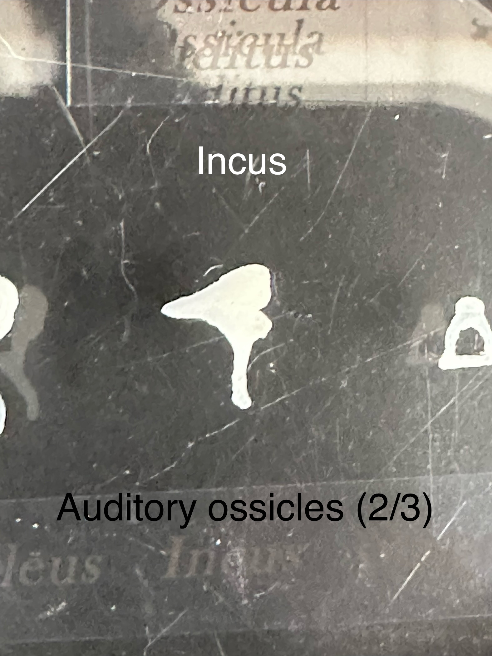 <p>Incus: auditory ossicles</p>