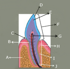 <p>Label A–J on this diagram<br />
A – Alveolar bone<br />
B – Cementum<br />
C – Sulcus<br />
D – Enamel<br />
E – Dentin<br />
F – Crown<br />
G – Pulp cavity<br />
H – Root<br />
I – Periodontal ligament<br />
J – Apical delta</p>