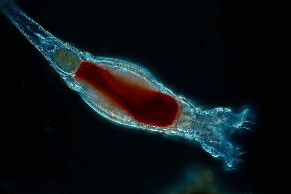 <p>Phylum?</p>