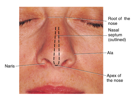 <ul><li><p>the main feature of the nasal region of the face is the <strong>external </strong>nose</p></li><li><p>the <strong>root </strong>of the nose is located between the eyes </p></li><li><p>the tip of the nose is the apex</p></li><li><p><strong>naris </strong>= holes of nose that surrounded by <strong>ala </strong></p></li></ul><p></p>