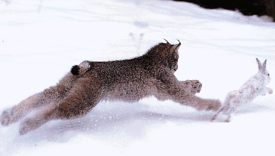 A biotic factor, the arrival of new organisms capable of predation can affect the levels of animals or plants in an ecosystem