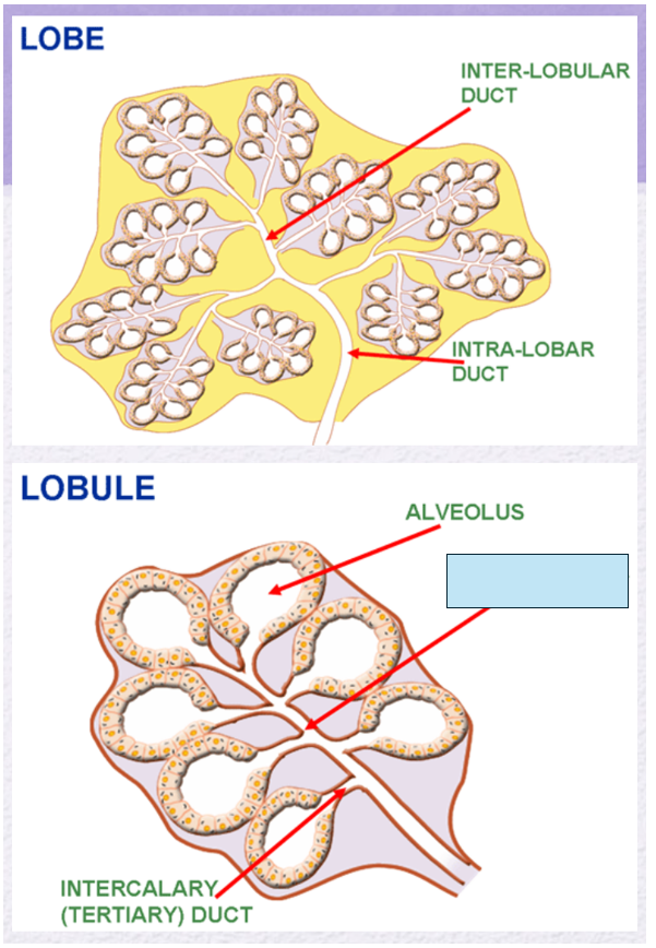 <p>Name the gland’s duct (blue box)</p>