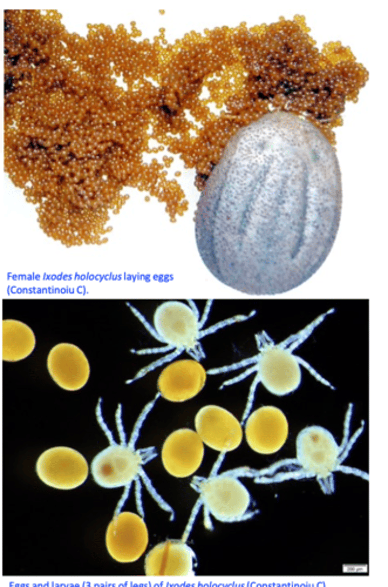<p>After engorgement the females drop off the host =&gt; 2-3 weeks later lay 2000-3000 eggs in the environment</p><p>larvae hatch out of the eggs after 1-2 months</p><p>The larvae (seed ticks) attach to a host (1st host), feed for 4-6 days then drop to ground =&gt; moult to nymphs;</p><p>• Nymphs, after hatching attach to another host (2nd host), feed for 4-7 days, then drop to the ground;• After 3-11 weeks the nymphs moult to adults (males or females);</p><p>The female ticks attach to another host (3rd host), feed for about 6-21 days (temp dependent) and drop off the host to lay eggs;</p>