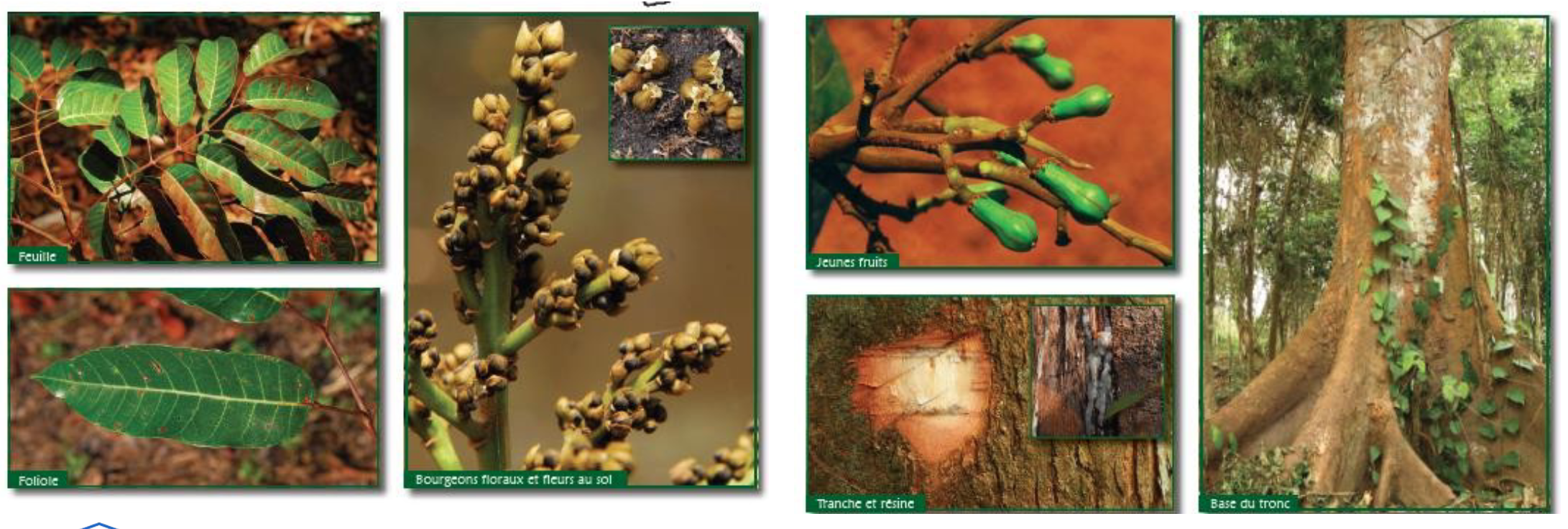 <p>A long-lived pioneer and the most important timber tree of Gabon, widely used for plywood and light carpentry. (Okoumé)</p>