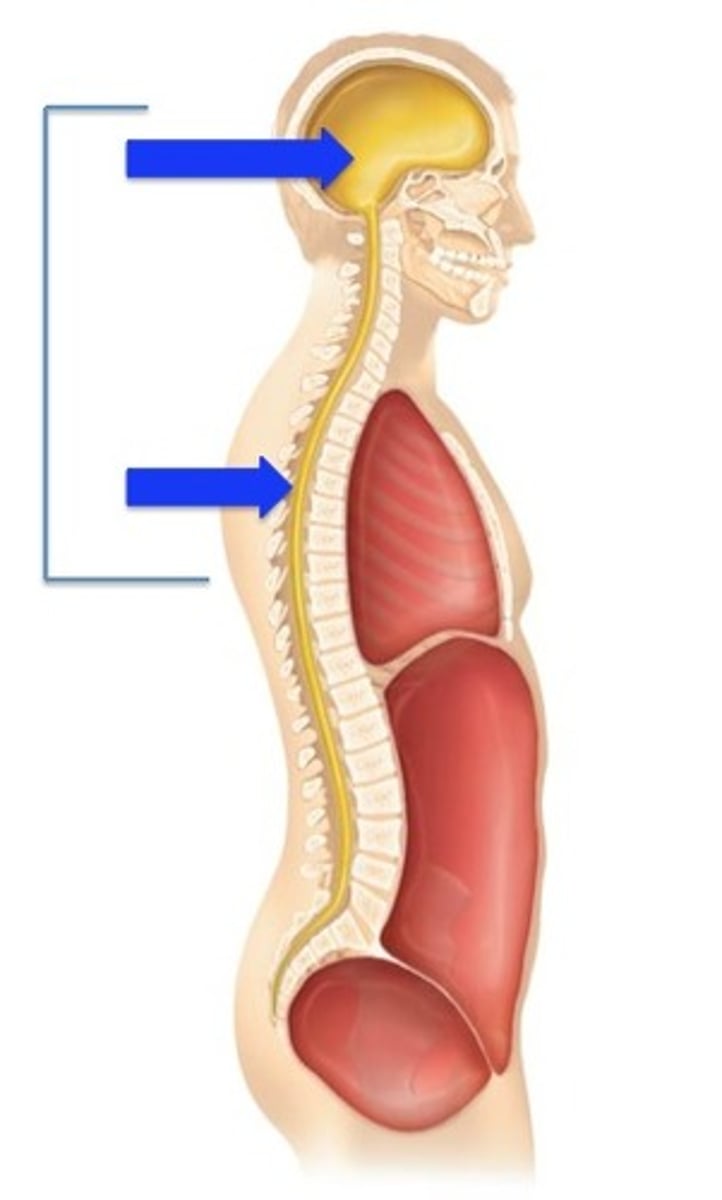 <p>Contains the brain and spinal cord.</p><p>This cavity is further subdivided into the cranial and vertebral cavities.</p><p>Also known as the posterior body cavity.</p>