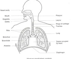 <p>mouth is oral cavity and tongue is below</p>