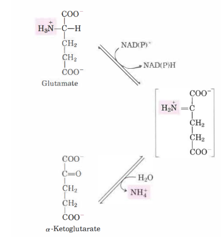 <p><u>Deaminering</u>: </p><p>Den behöver avlägsnas för exkretion. I hepatocyterna kommer glutamat att åka till mitokondrien för att genomgå <strong>oxidativ deaminering </strong>med enzymet <strong>glutamatdehydrogenas</strong>. Här kommer antingen NAD eller NADP att reduceras. </p><p>Det bildas en 𝛼-ketoglutarat när H<sub>2</sub>O adderas och NH<sub>4</sub><sup>+</sup> tas bort. </p>