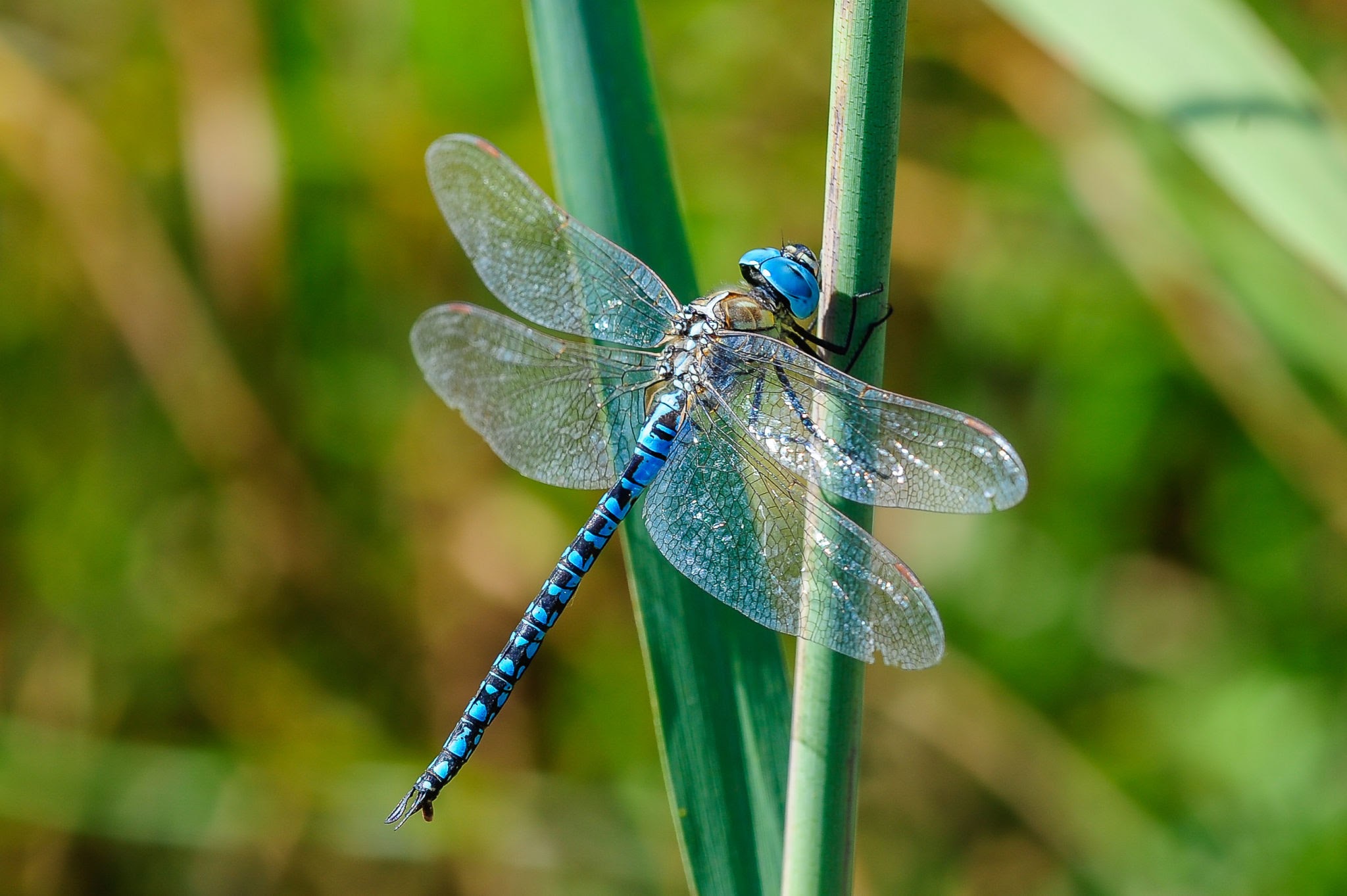 <p>Dragonflies</p>