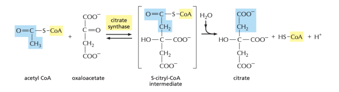 * citrate synthesis removes a proton from the methyl group on acetyl CoA forming a CH2- that acts as a nucleophile towards the carbonyl group of oxaloacetate
* the energetically favourable hydrolysis of the CoA-intermediate drives the forward reaction