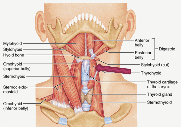 <p>origin: thyroid cartilage of larynx</p><p>insertion: hyoid bone</p><p>innervation: C1</p><p>action: elevates thyroid cartilage, depresses hyoid bone</p>