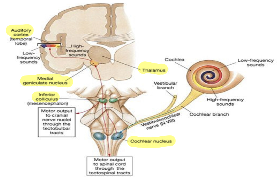 <p>Afferent Pathway </p>