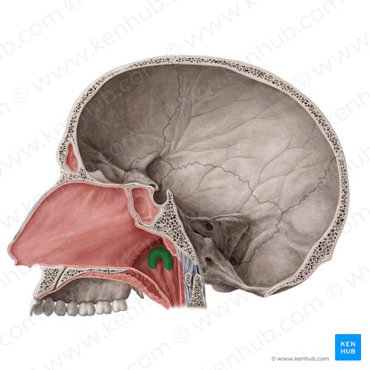 <p>What is the highlighted structure?</p>