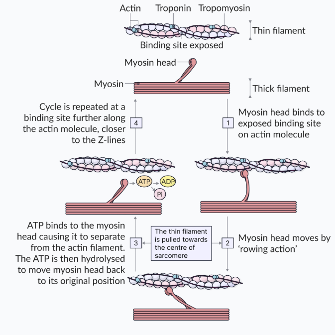 <p>GRAB —> PULL —> RELEASE &amp; RESET</p><ol><li><p>calcium released from sarcoplasm reticulum binds w/ Tropomyosin (changing the shape of the actin), pulling tropomyosin off from covering the binding sites —> connects w/ myosin</p></li><li><p>GRAB: Myosin head forms cross bridges b/w actin &amp; myosin</p></li><li><p>PULL: Power stroke causes sarcomere shortening actin filament like rowing motion (muscle contracts)</p></li><li><p>RELEASE &amp; RESET: ATP breaks cross-bridge &amp; resets myosin to original</p></li><li><p>calcium is repumped back into SR (can’t function w/o) OR cycle continues as long as calcium is present</p></li></ol><p></p>