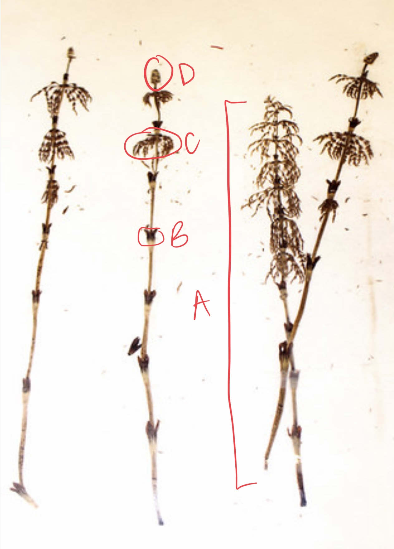 <ul><li><p>technical name?</p></li><li><p>common name?</p></li><li><p>what phylum?</p></li><li><p>label herbarium</p><p>a. what is the leaf arrangement called</p><p>b. which fossil has this leaf arrangement?</p><p>c. which fossils have the same fine rib lines</p></li></ul>