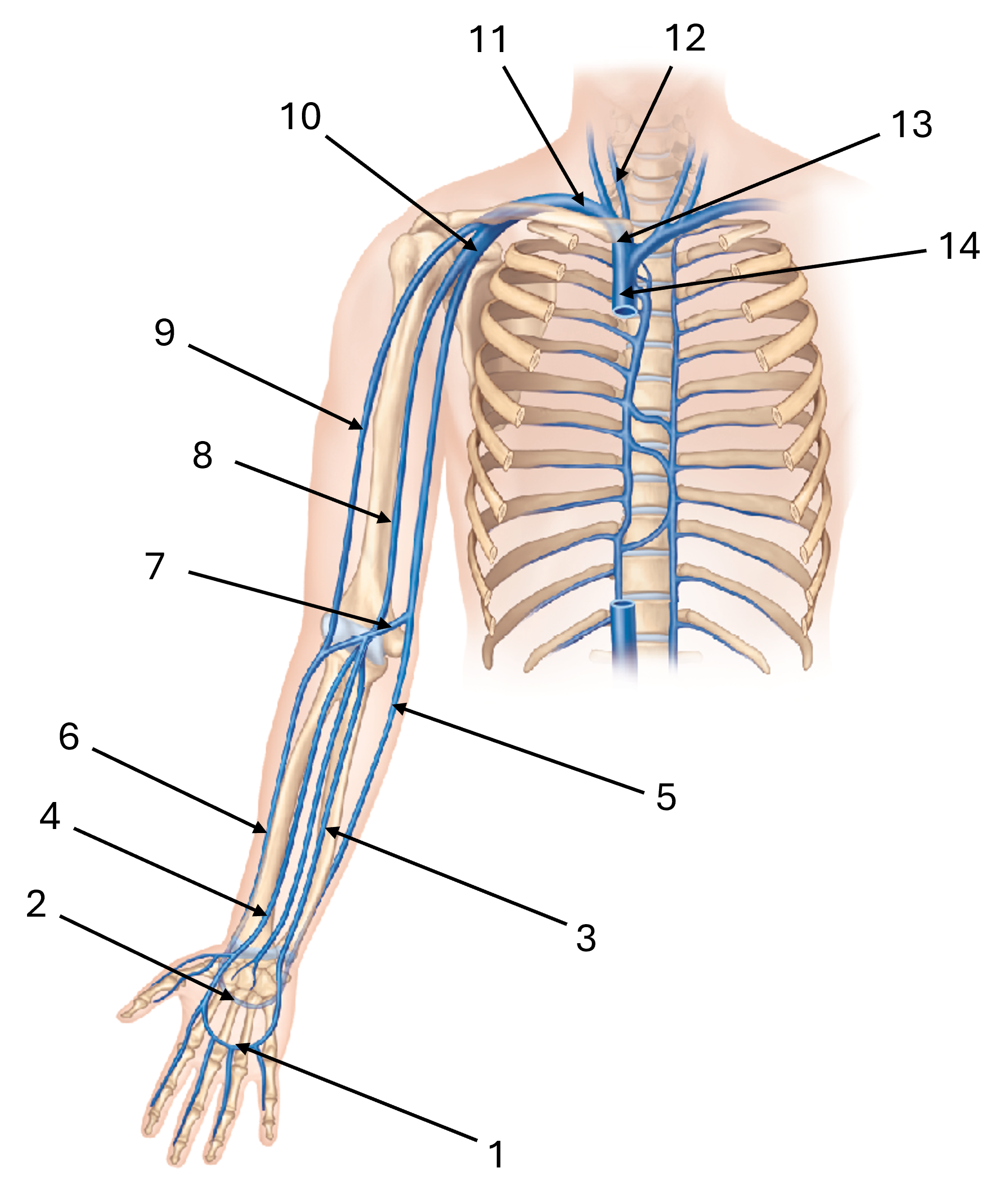 <p>label this diagram of the veins of the forearm and hand</p>