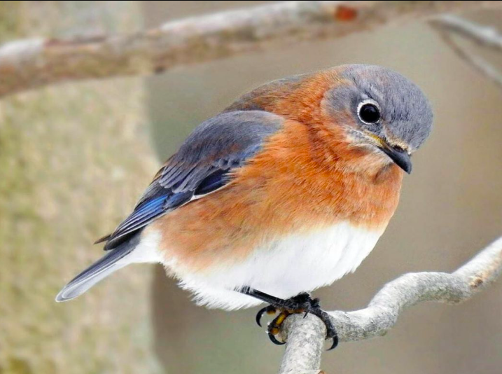 <p>Eastern Bluebird</p>