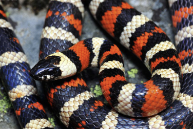 <ul><li><p>red, black and white bands</p></li><li><p>biggest threat is humans → mistake for venomous coral snake (not in CA naturally)</p></li><li><p>name form eating other snakes</p><ul><li><p>often eats lizards, skinks, fence lizards</p></li></ul></li><li><p>southern populations are protected w/ restrictions on collecting and selling</p></li><li><p>venomous snakes are protected in national parks</p></li></ul><p></p>