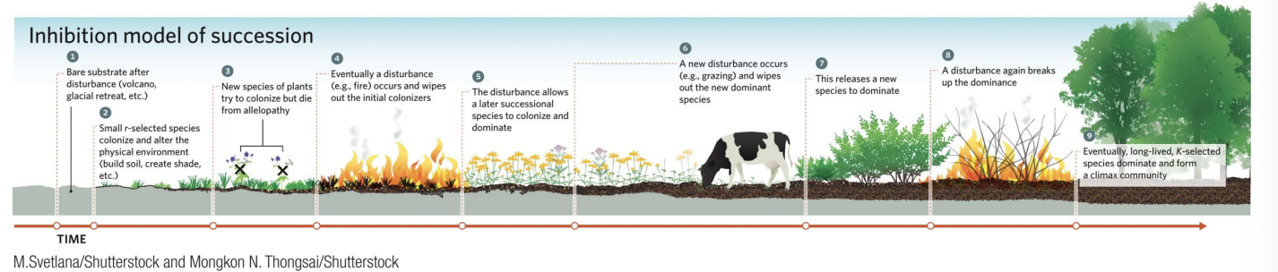 <p>If inhibition were dominant throughout the successional process, we might see the stages shown in this example. At each stage, a disturbance, such as fire or grazing, is necessary to remove the dominant early-colonizing species and allow other species to colonize or perhaps eventually to outcompete the early colonizers.</p>