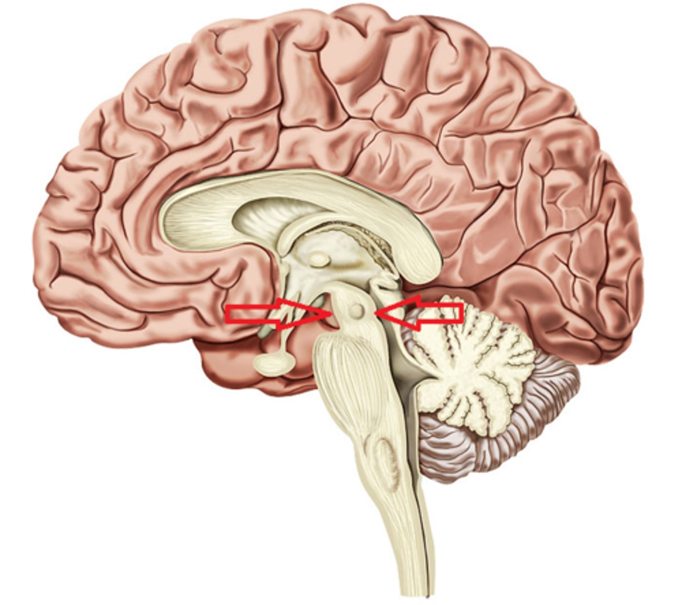 <p>- composed of motor axons connecting cerebrum with other regions</p>