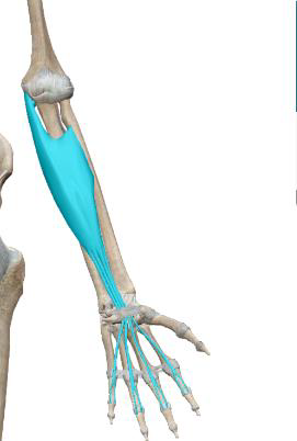 <p>Fléchisseur superficiel des doigts</p>