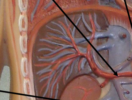<p>To liver (hepatic = liver)</p>