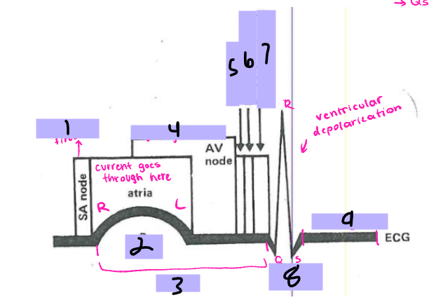 <p>#5, the signal goes to the ______ __ ___ after the AV node</p>
