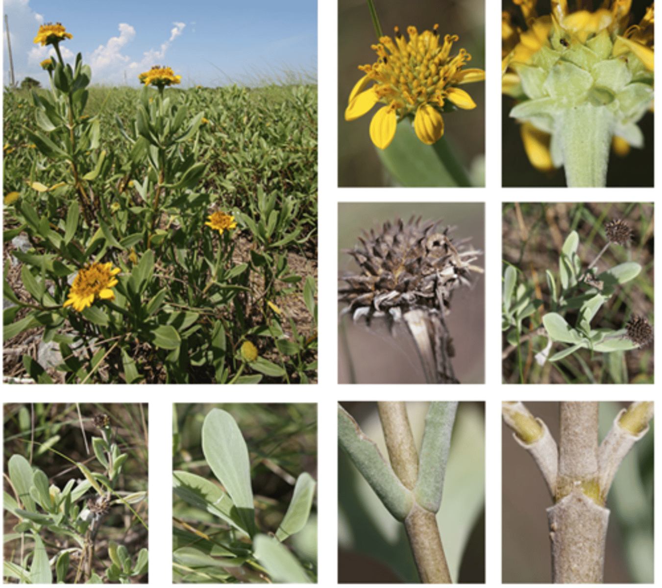 <p>-short yellow ray flowers<br>-larger head with spikes<br>-large, succulent like leaves</p>