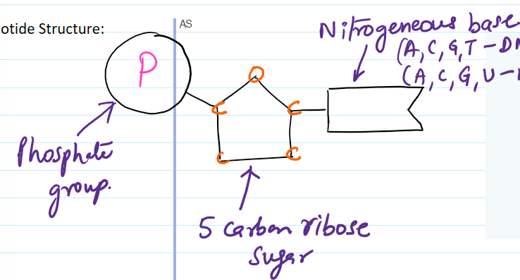 <p>phosphate group, 5 carbon ribose sugar, and nitrogenous base</p>