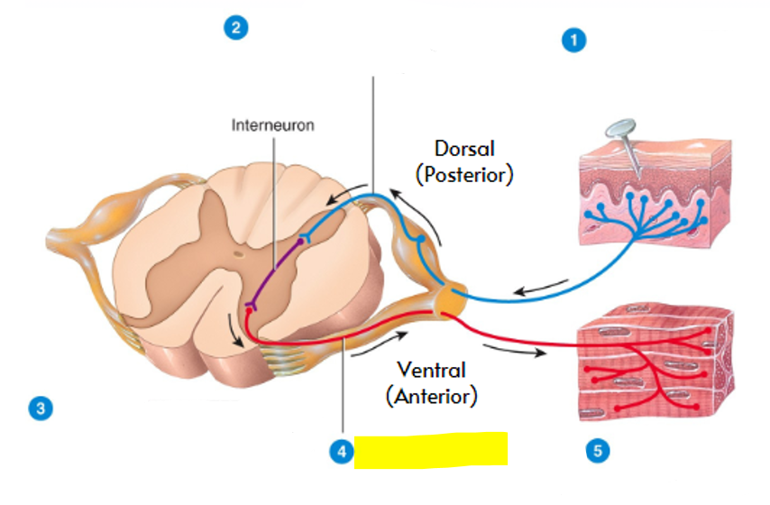 <p>what part of the reflex arc is highlighted in yellow?</p>