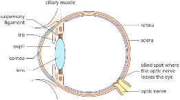 <p>The eye has many different structures within it. They are adapted to allow the eye to change its _______ in order to _________ on near or distant objects (a process called __________________), and to ____ light.</p>
