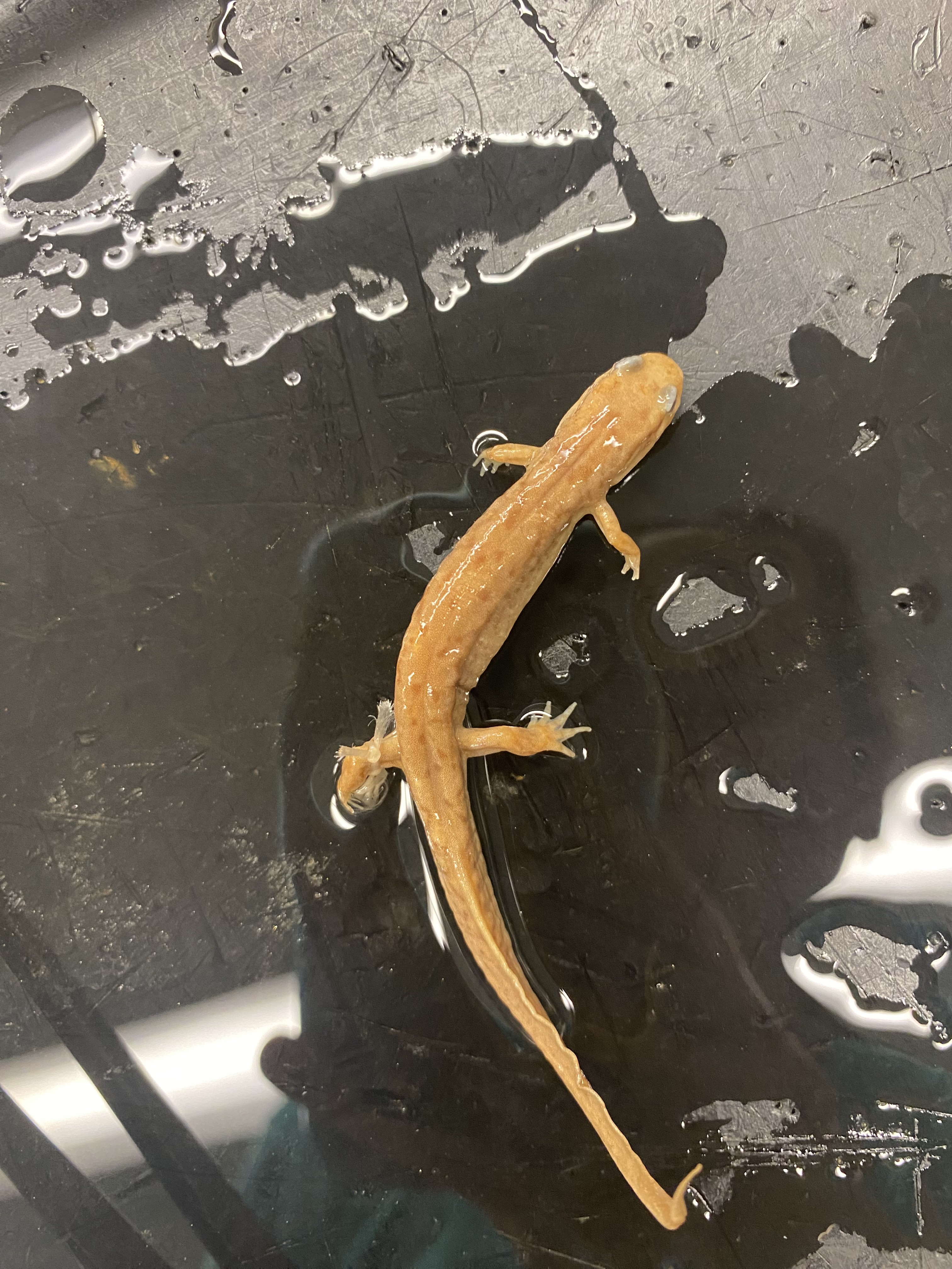 Seal Salamander

