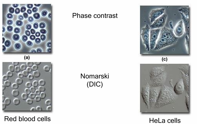 <ul><li><p>Phase: Favours clear visualization of internal cellular structures</p><ul><li><p>Creates&nbsp;‘halo’ around external surface</p></li><li><p>Obscures some visualization&nbsp;</p><p> </p></li></ul></li><li><p>Nomarski: Clear, sharper edges and surfaces and cell structures&nbsp;</p><ul><li><p>Clearer view of periphery of cell&nbsp;</p></li><li><p>Can see better proximity between neighbouring cells (to study intracellular events)&nbsp;</p></li></ul></li></ul><p></p>