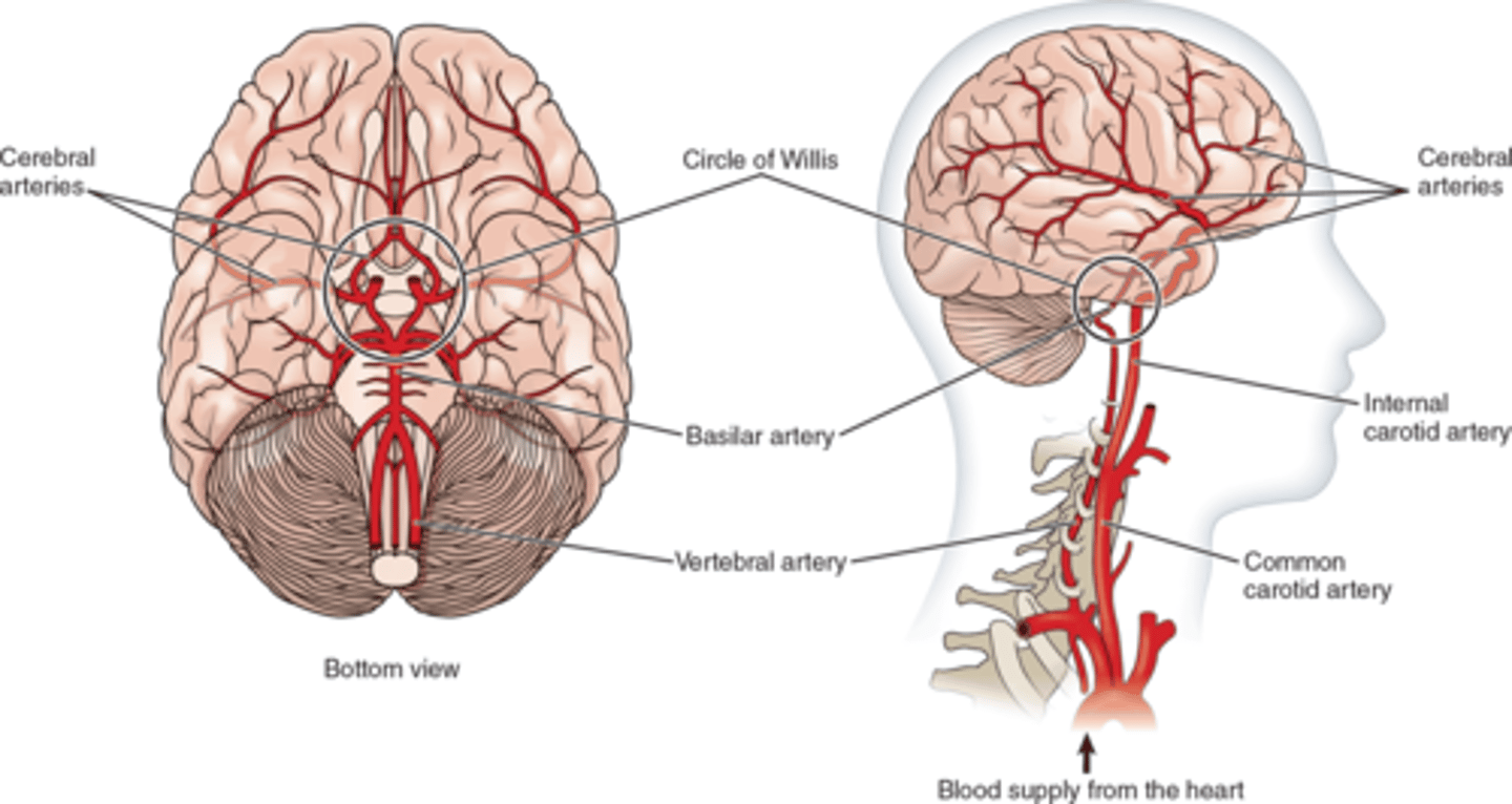 <ul><li><p>Supplied by the internal carotid (2, anterior) and vertebral (2, posterior) arteries.</p><p></p></li><li><p>Arterial circle (Circle of Willis) helps ensure flow.</p><ul><li><p>New veins can form w/ time from here if damage were to occur.</p><p></p></li></ul></li><li><p>Blood flows through the brain at a rate of: <u>800 to 1000 mL</u> per minute.</p><p></p></li><li><p>CO2 level affects CNS blood flow.</p><ul><li><p>Increases in CO2 will increase cerebral blood flow &amp; arterial blood pressure.</p></li><li><p>Causes vasodilation (leaky blood vessels)</p></li><li><p>Can worsen cerebral edema.</p></li></ul></li></ul><p></p>