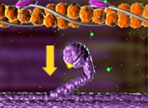 <p>What stage of the sliding-filament model is shown here?</p>
