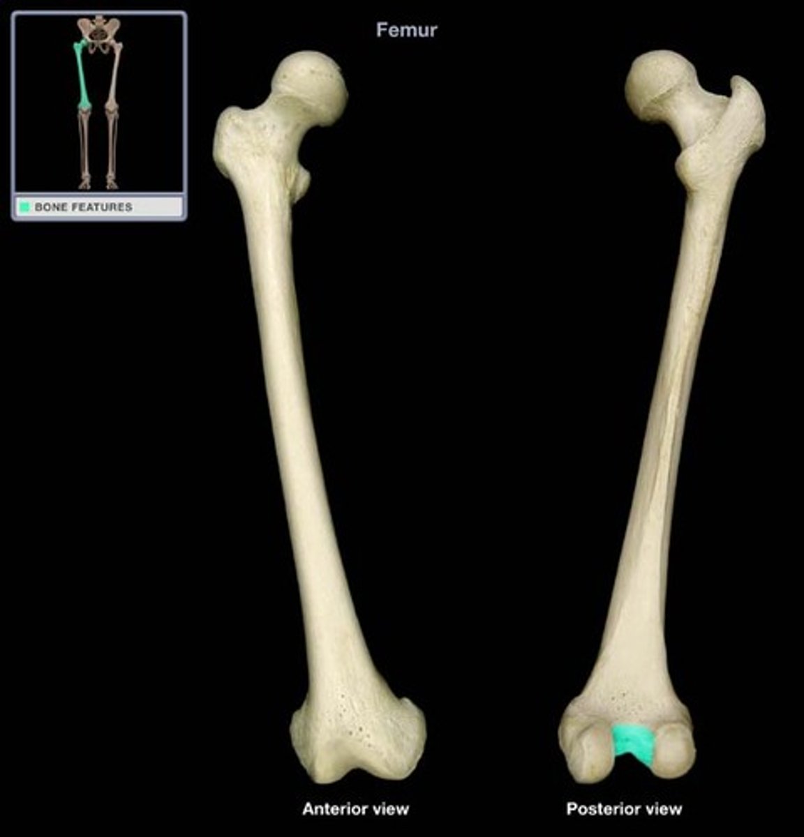 <p>nonarticular, excavated surface between the distal and posterior articular surfaces of the CONDYLES</p>