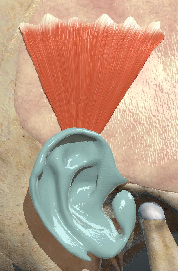 <p>What muscle is this?</p>