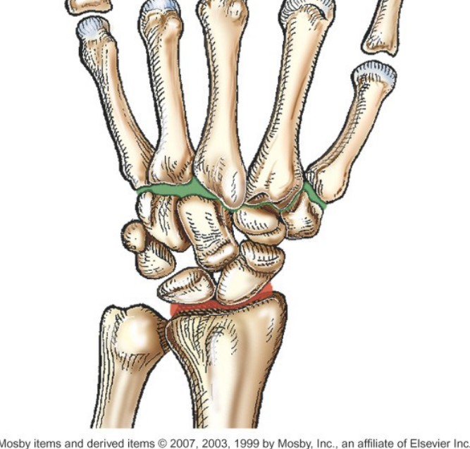 <p>Which joint is indicated by the green color?</p>