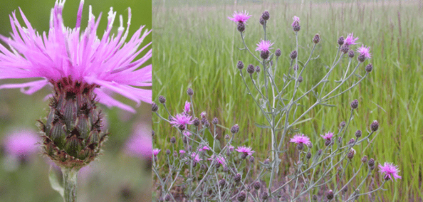 <p>Thistle-like flower heads with purple blooms and black-tipped bracts; invasive; HMF.</p>