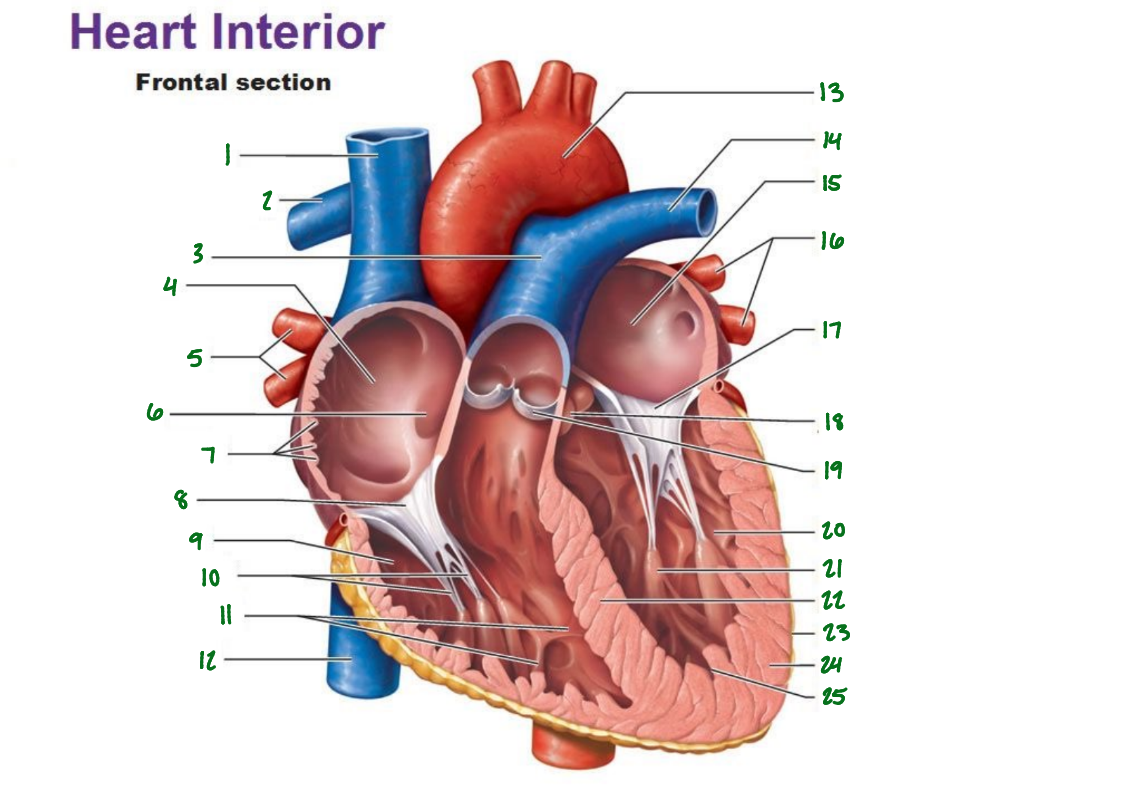 <p>What is 16 pointing to on the interior?</p>