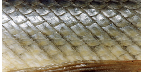 <p>What type of scale is this?</p>